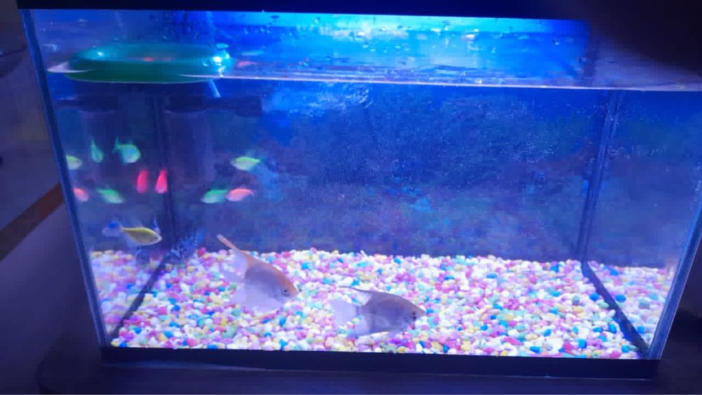 аквариум с рыбками