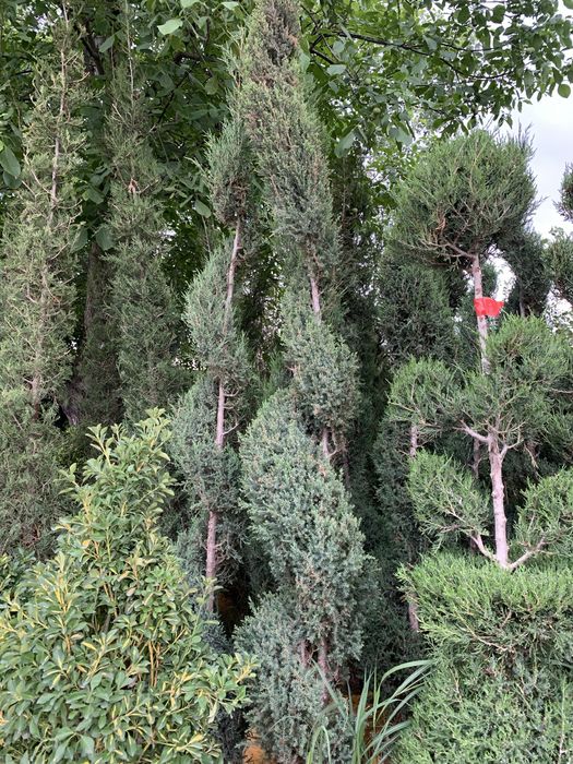 Bonsai speral va chupachups majjevelniklar
