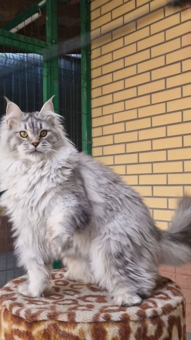 Мейн-кун девочка