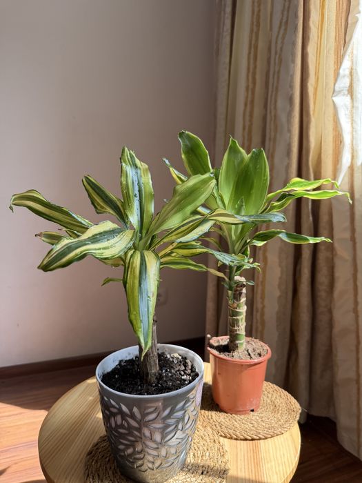 Драцены в ассортименте 50 см