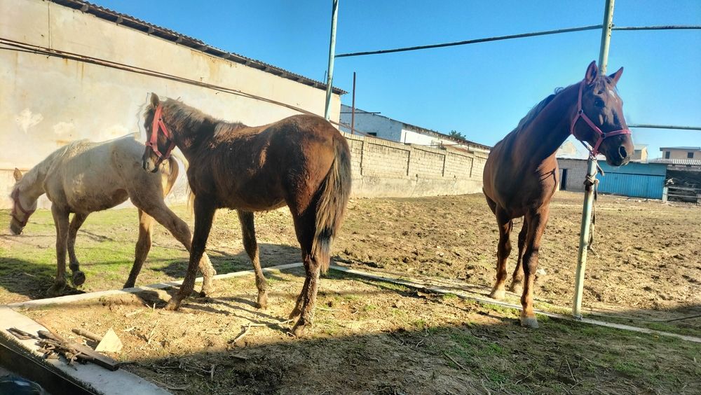 Продаются годовалые жеребята