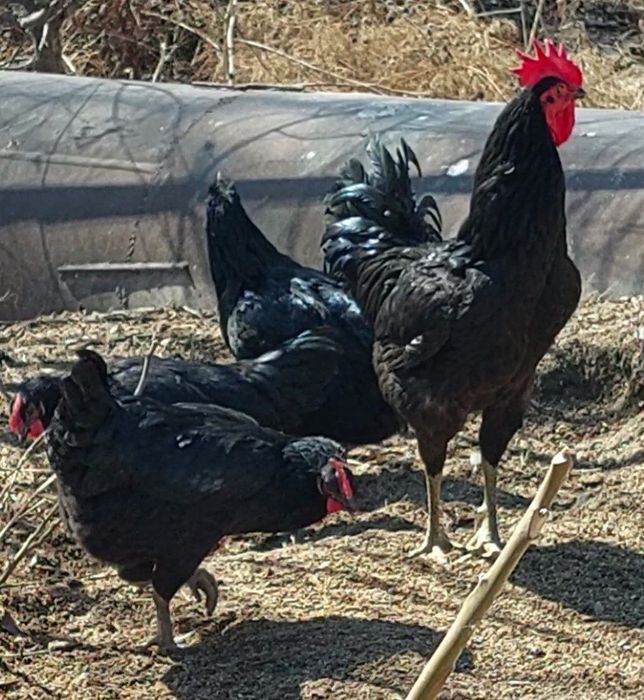 Gigant qora shahzoda sotiladi 12 oyli