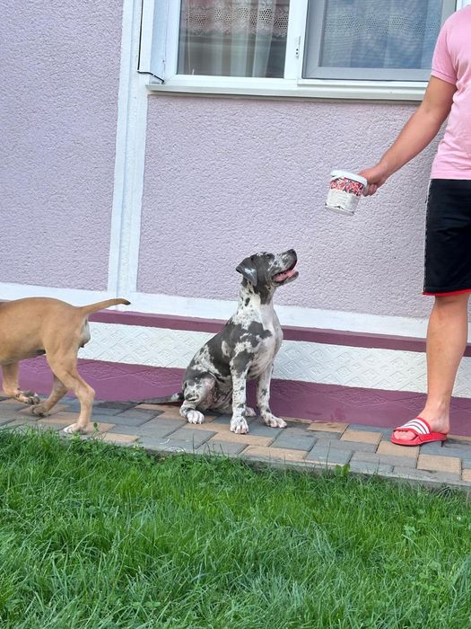 American BULLY XL