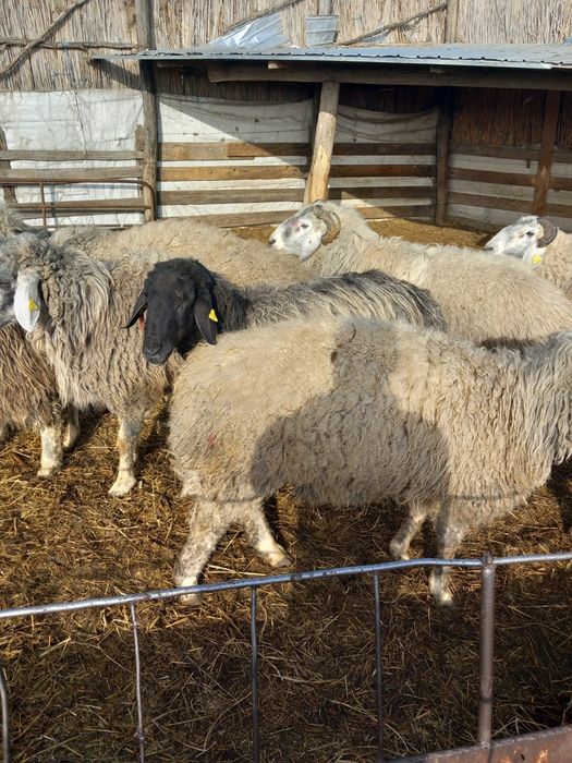 Vand berbeci karakul