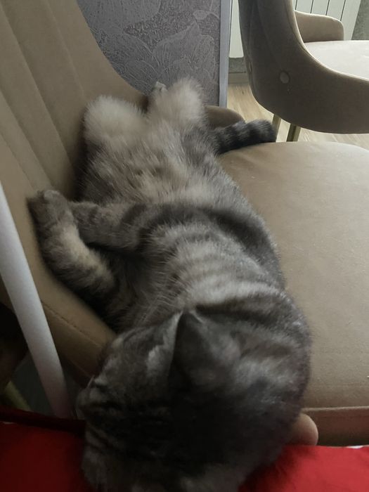 кошка вислоухая шотландская