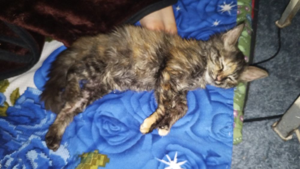 Отдам даром, только в добрые руки