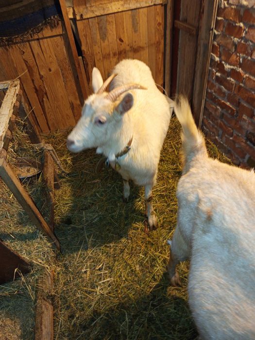 Млада коза за първо яре и две зайкини