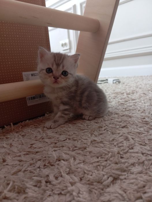 Котята Шотландский Вислоух