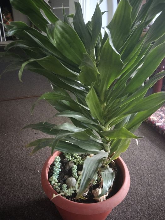 Пальма Драцена 50см.