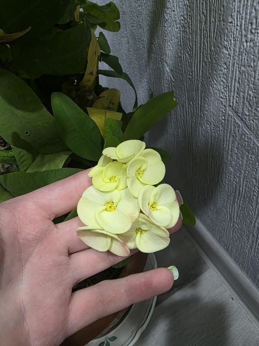 Молочай //////////