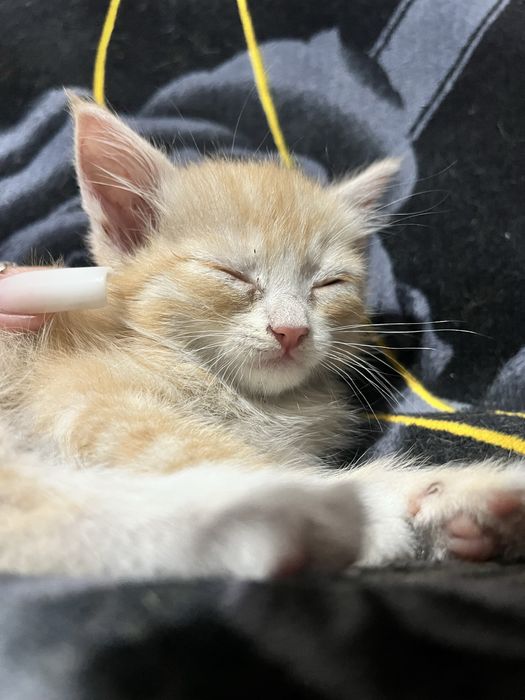 отдам  котенка.