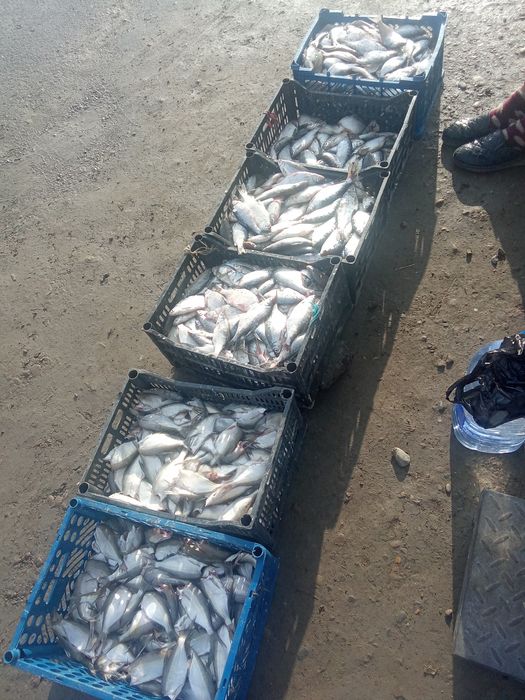 Toʻdakoʻl mayda baliqlar bor