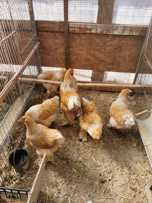 Vând ouă brahma lemon