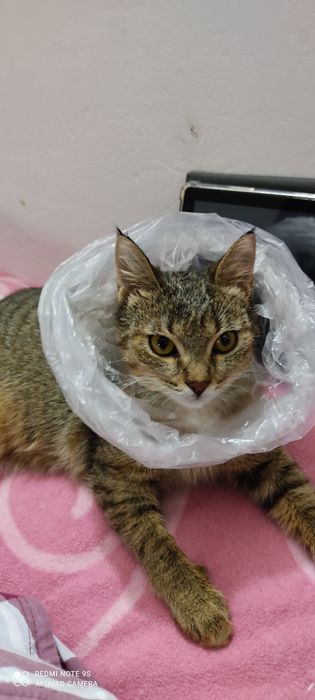 Отдам кошечку Милку в добрые руки