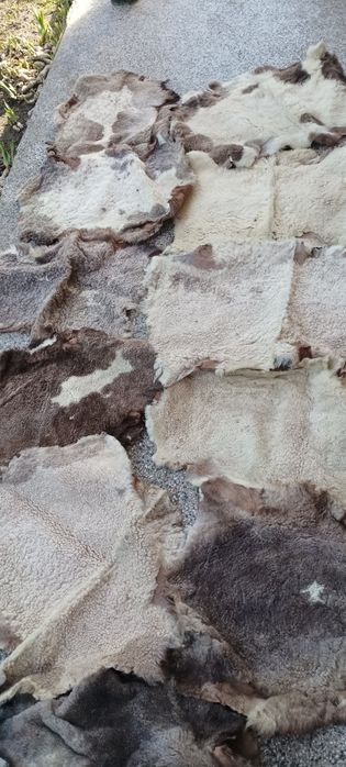 Щавени и боядисани агнешки кожи