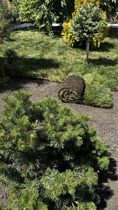 Газон рулонный (дерн) живой