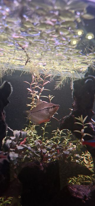 Аквариумные рыбки