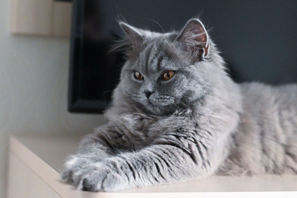 Британский котенок девочка