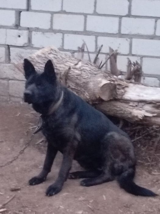 Немецкая овчарка (сука) 3года!