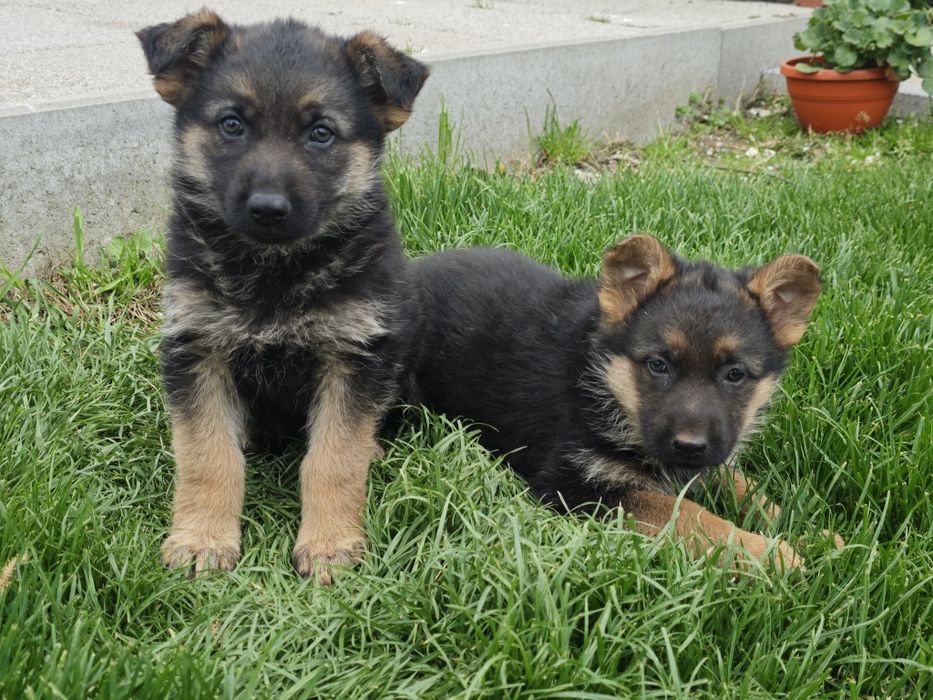 Donez pui de ciobanesc german, disponibile femele