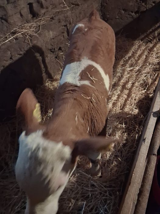 Vând vițel bălțat