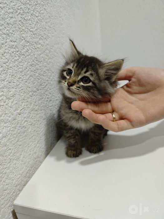 Пристраиваются котята