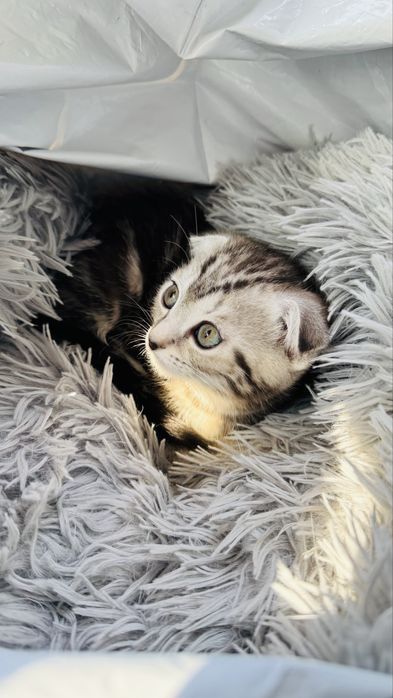 Вислоухий котенок, 9 месяцев