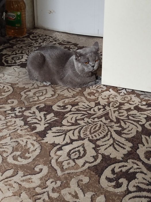 Кот вязка скотиш страйт.