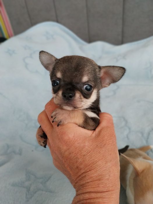 Продавам мини чихуахуа