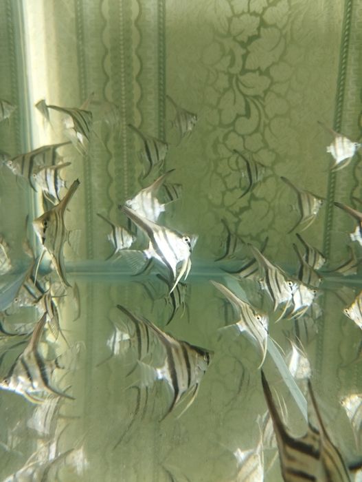 Аквариумные рыбки