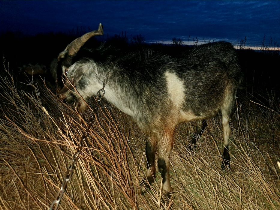 Продам двух козлов.