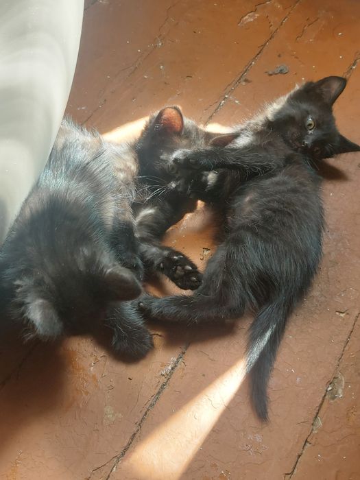 Отдам котят Тайской кошки