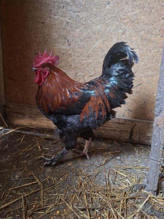 Ouă disponibile din rasele Brahma Portelan. Si rasa Marans .