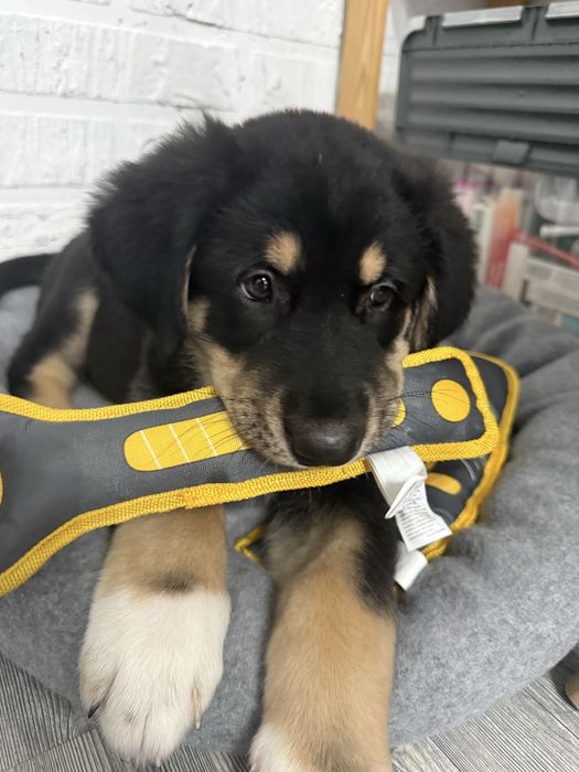 Чистокровный тобет мальчик