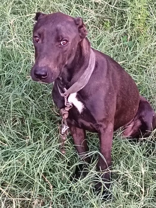 Питбуль ит сотилади