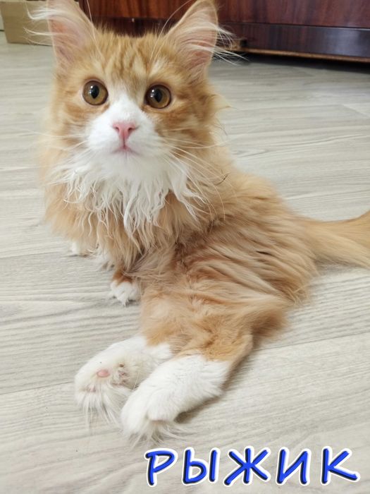 Отдам котёнка - солнечный мальчик.