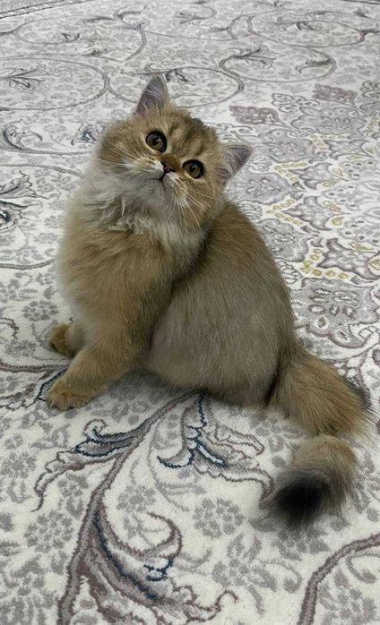 Продаётся Срочно