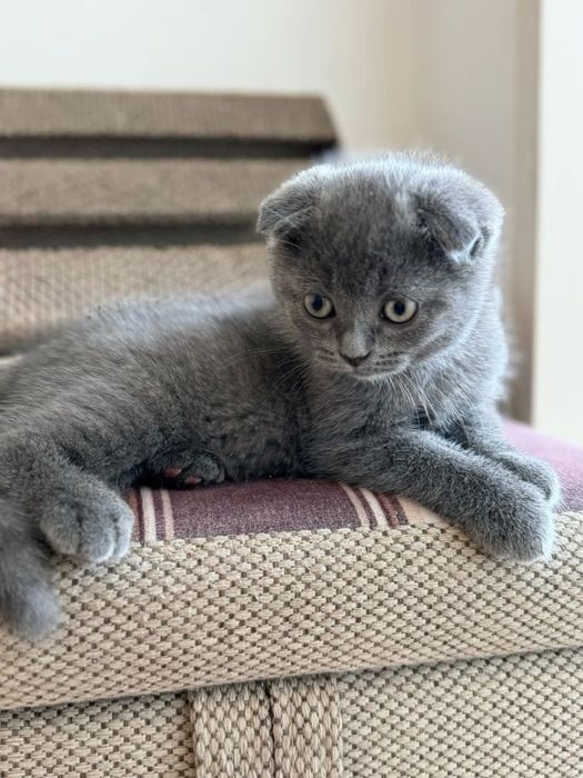 Шотландские котята