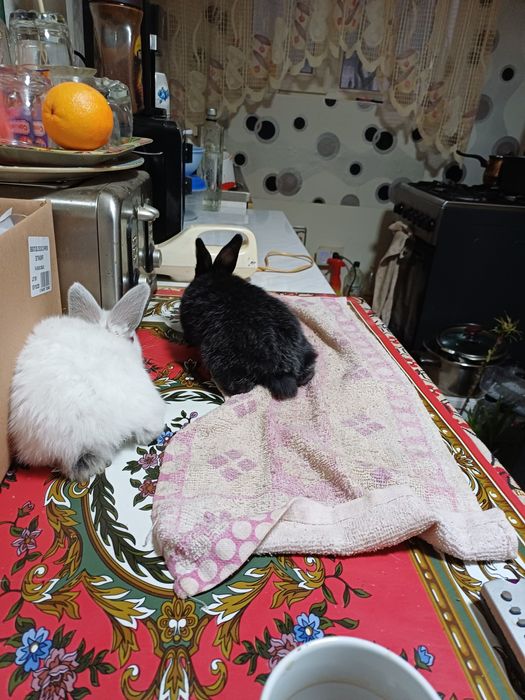 Pasari de rasa si iepuri