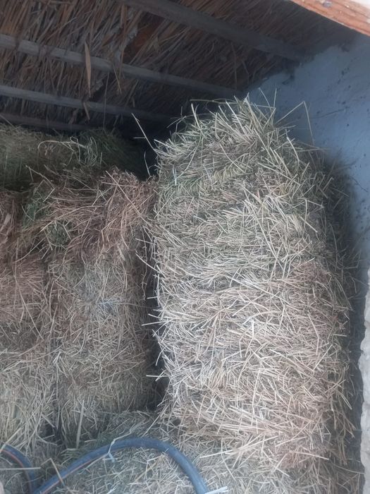 Жоңышқа сатылады