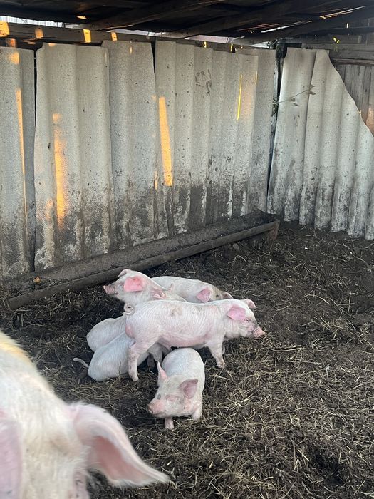 Продам крупных поросят