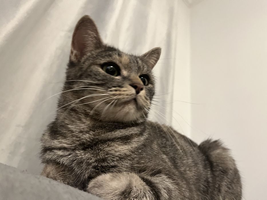 Кошка Мия ищет свой дом