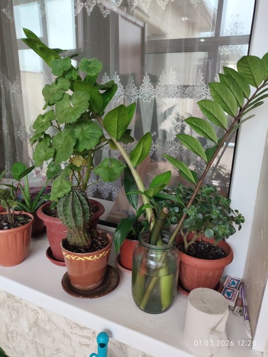 Комнатные цветы недорого