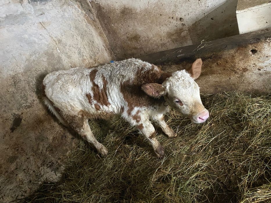 Vând vaca cu vițel