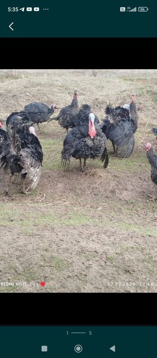 Продаются яйца индюшиное гибрид