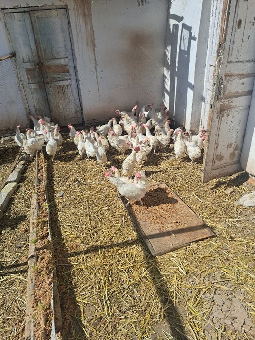 Sendi tovuqlar sotladi