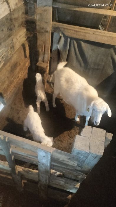 Ассалаумағалейкум ешкі сатам