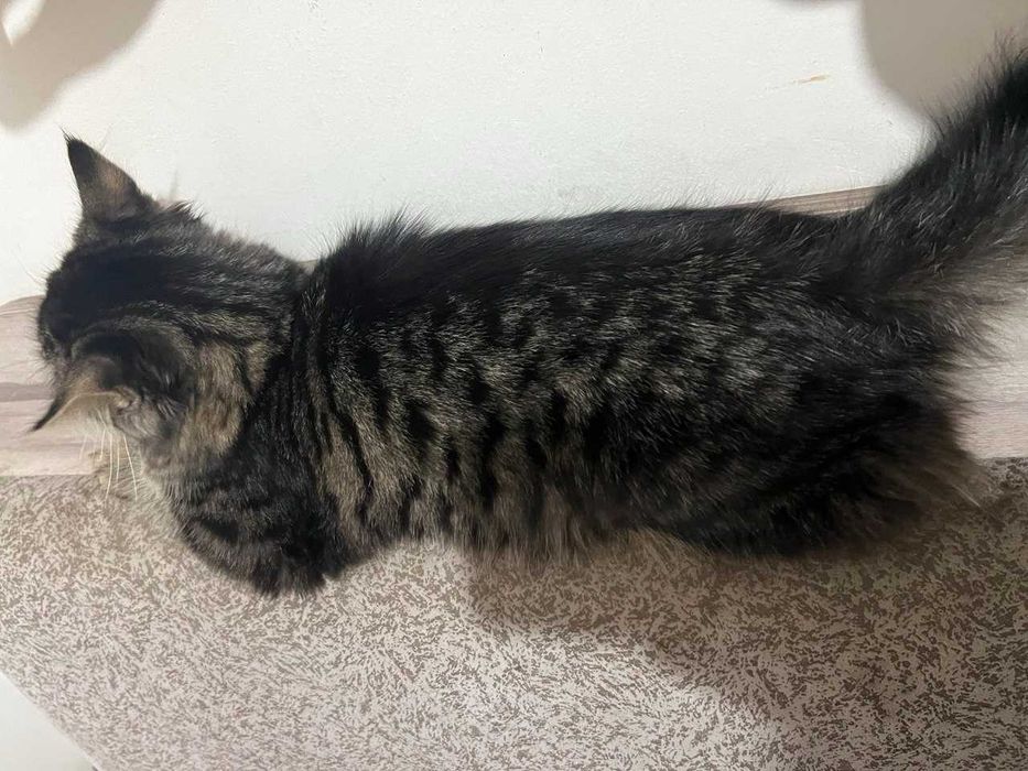 Meyn-kun (Maine Coon) zotli mushuk sotiladi