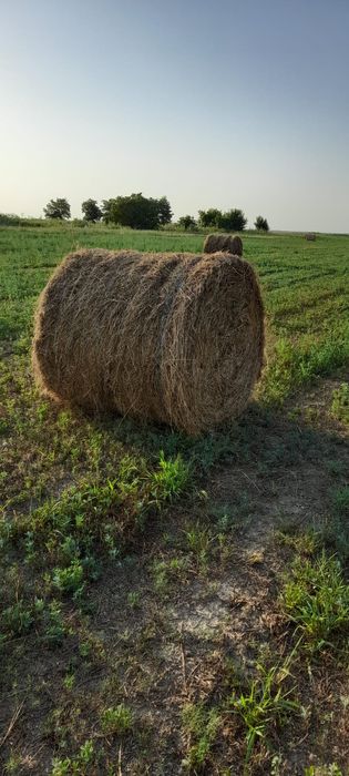Baloți lucernă de vânzare