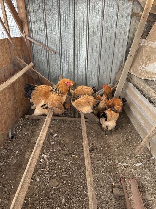 Брама палевая молодняк